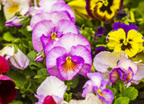 pansies Colorful floral background from flower pansy.Flower Pans
