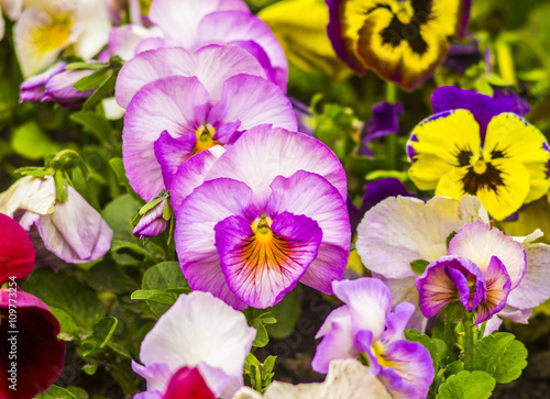 pansies Colorful floral background from flower pansy.Flower Pans