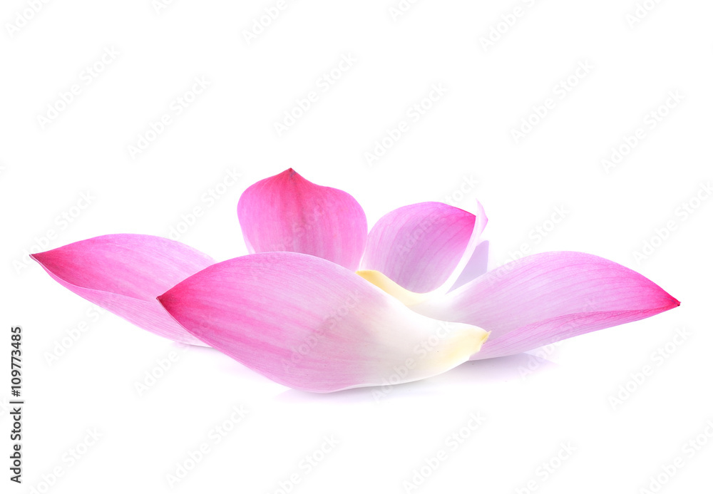 Obraz premium lotus petals on white background