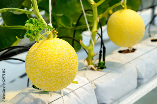 Yellow Cantaloupe melon growing in a greenhouse