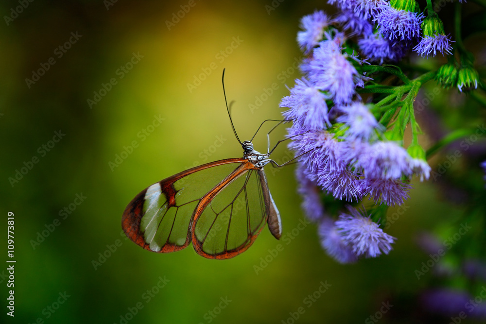 Fototapeta premium Nero Glasswing, Greta nero, Close-up of transparent glass wing butterfly on green leaves, scene from tropical forest, Costa Rica, resting on a green leaf, beautiful insect in the green nature habitat