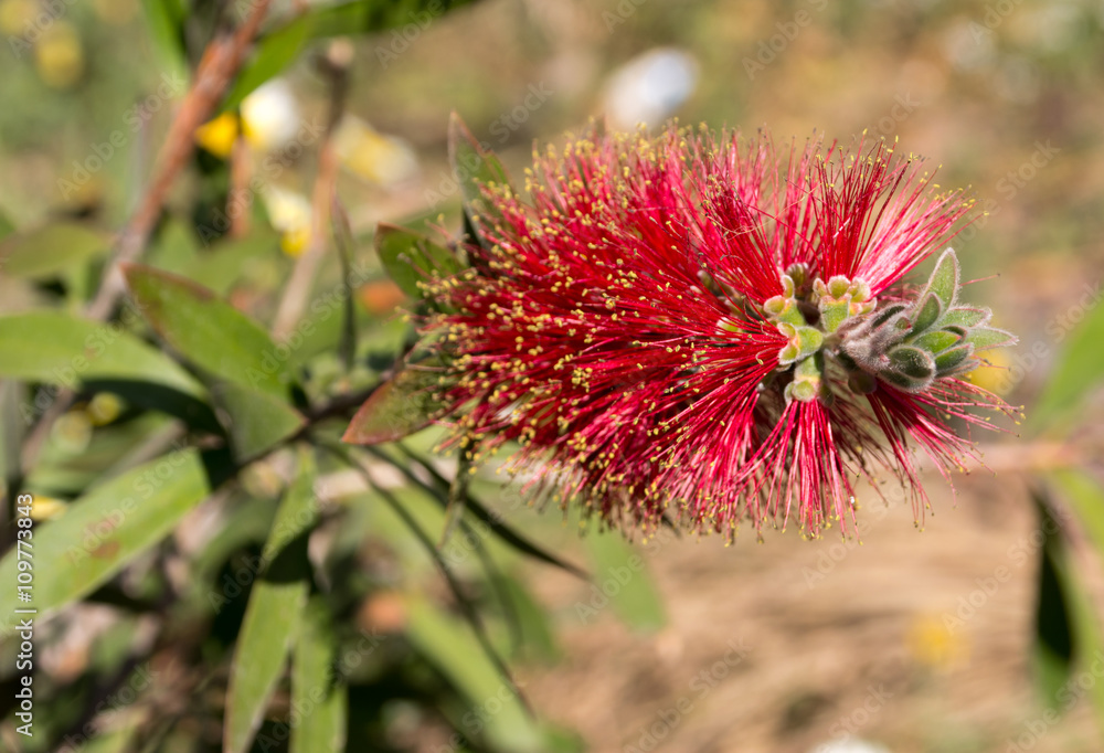 furry red flower