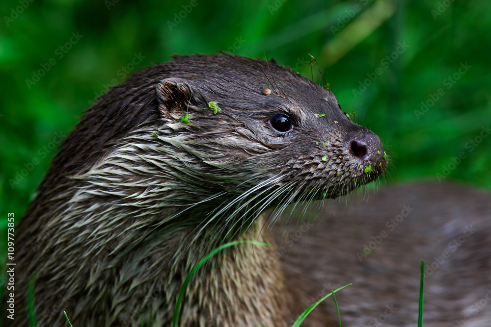 Eurasian otter, Lutra lutra, detail portrait water animal in the nature habitat, Germany Eurasian otter, Lutra lutra, detail portrait water animal in the nature habitat, Germany