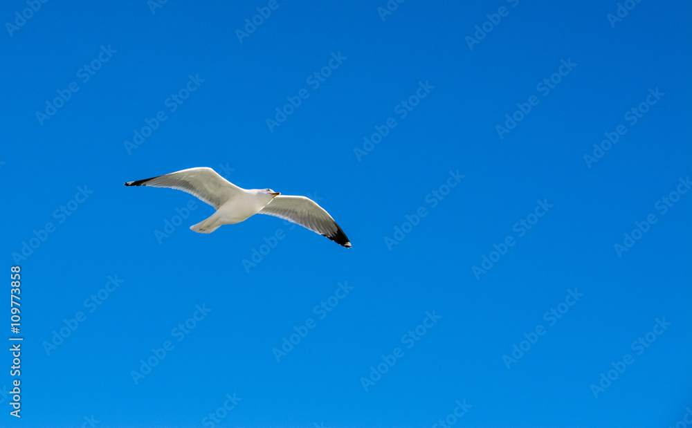 Obraz premium gull in the sky