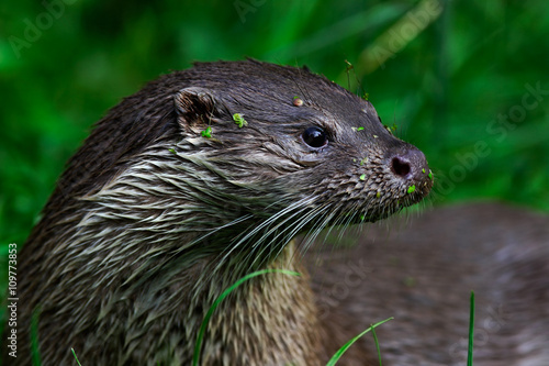 Eurasian otter, Lutra lutra, detail portrait water animal in the nature habitat, Germany