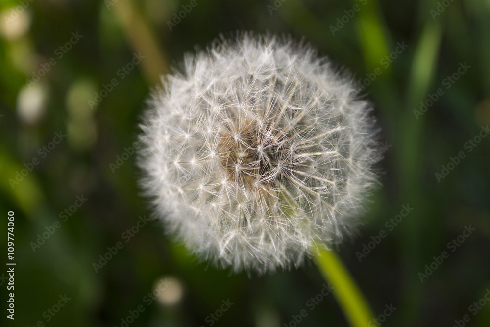 Fototapeta premium dandelion on abstract background