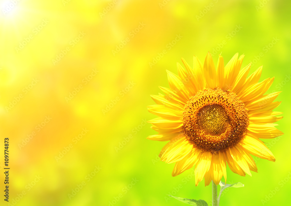 Obraz premium Bright yellow sunflower on green background