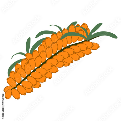 Sea-buckthorn branch on white background. Hand drawn berries. Vector illustration.