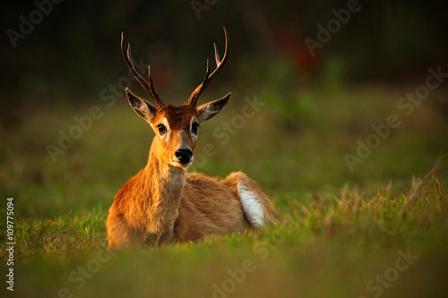 Pampas Deer  Ozotoceros bezoarticus  sitting in the green grass  evening sun  animal in the nature habitat  Pantanal  Brazil