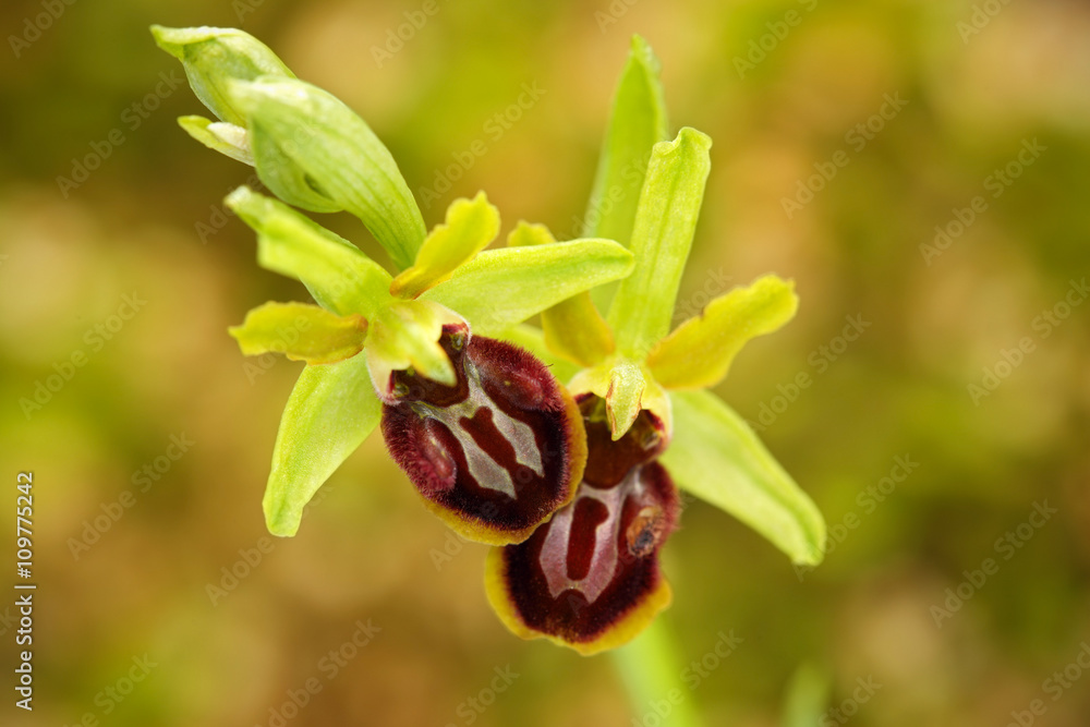 Early Spider Orchid, Ophrys sphegodes, flowering European terrestrial wild orchid, nature habitat, detail of bloom, green clear background, Slovakia Early Spider Orchid, Ophrys sphegodes, flowering European terrestrial wild orchid, nature habitat, detail of bloom, green clear background, Slovakia