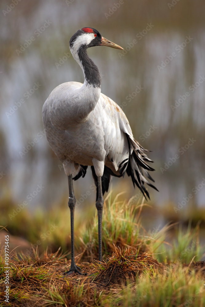 Obraz premium Common Crane, Grus grus, big bird in the nature habitat, Lake Hornborga, Sweden