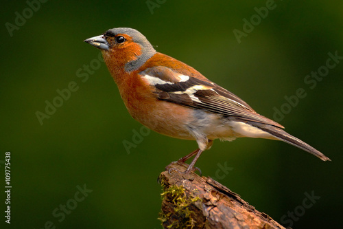 Chaffinch, Fringilla coelebs, orange songbird sitting on the nice lichen tree branch with. Chaffinch little bird in nature forest habitat, Chaffinch with clear green background, Germany