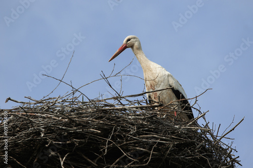 White stork sits in his nest alone and stretches his neck
