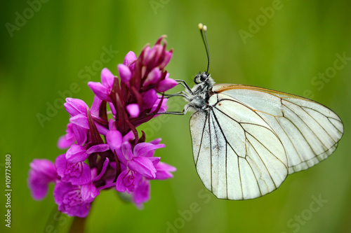 Fototapeta Naklejka Na Ścianę i Meble -  Czech Orchid, Dactylorhiza bohemica, pink orchid and white butterfly, flowering European terrestrial wild orchid, nature habitat, detail of beautiful bloom, green clear background, Czech republic