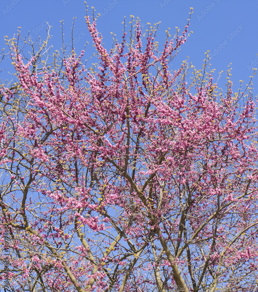 Cercis in blossom