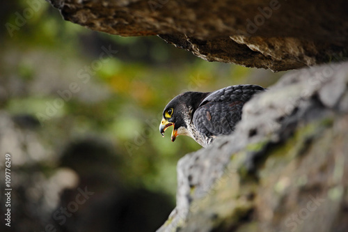 Bird of prey Peregrine Falcon sitting on the stone in the rock, detail portrait in the nature habitat, Germany