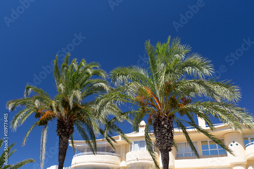 Palm Trees against the blue sky