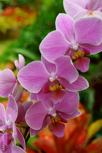 Beautiful orchid flower