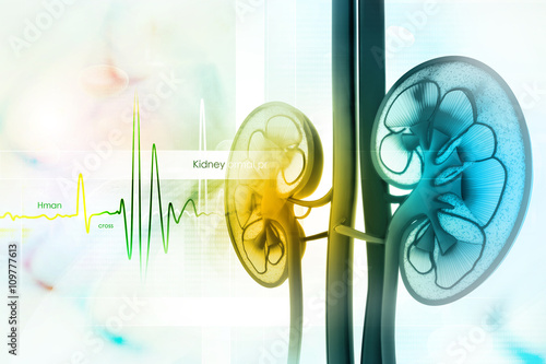 Human kidney cross section