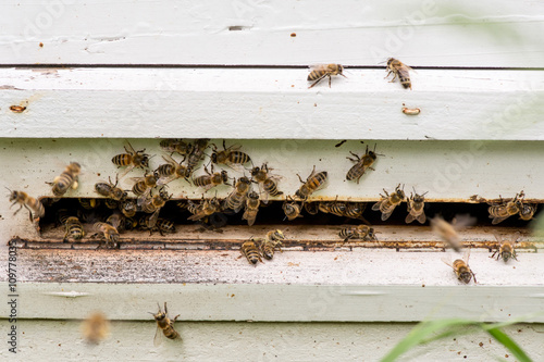 Honey bees swarming and flying around their beehive © diyanadimitrova