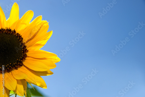 Fototapeta Naklejka Na Ścianę i Meble -  Sonnenblume