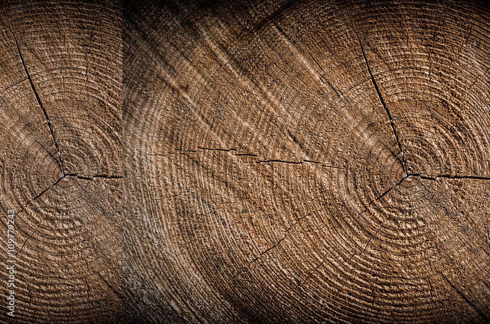 Naklejka premium Baum Jahresringe Collage