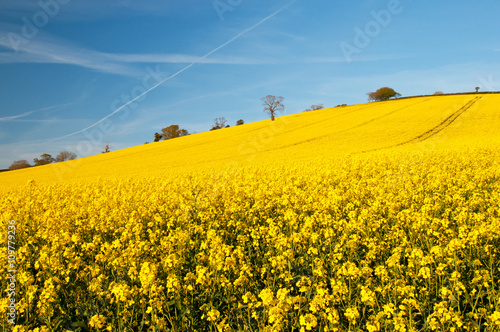 Field of rape seed with a blue sky. Landscape image of yellow rape seed flowers in a field with trees on the horizon against a blue sky.