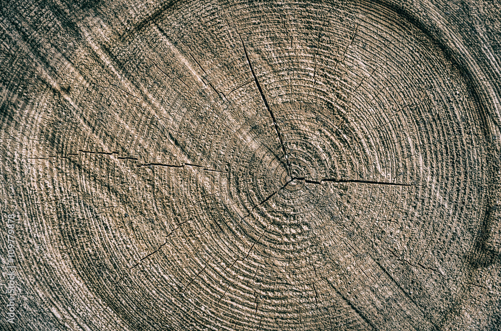 Fototapeta premium Baum, Baumscheibe, alt, Jahresringe
