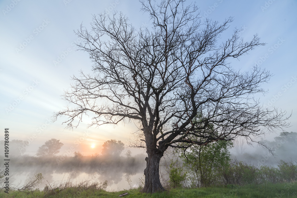 The Springtime Shoreline of a Foggy Mountain Lake at Sunrise The Springtime Shoreline of a Foggy Mountain Lake at Sunrise