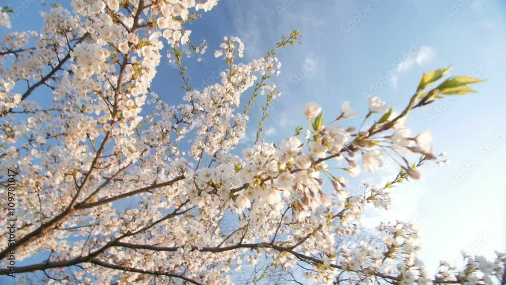Low angle view of a blooming white cherry tree canopy Low angle view of a blooming white cherry tree canopy