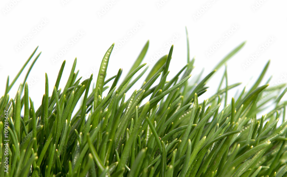 Green grass isolated on white background Green grass isolated on white background