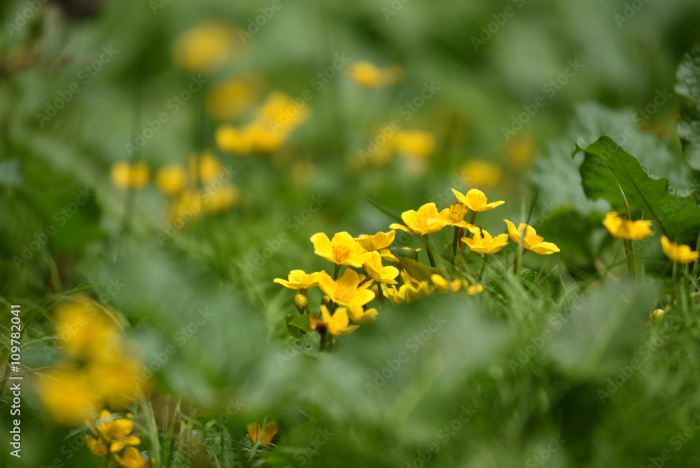 Yellow flowers growing in the meadow Yellow flowers growing in the meadow