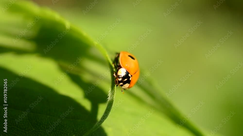 Ladybird opens its wings and folds them back again. It sits on lush green leaves in the wild Ladybird opens its wings and folds them back again. It sits on lush green leaves in the wild