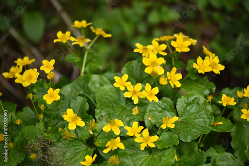 Yellow flowers growing in the outdoors