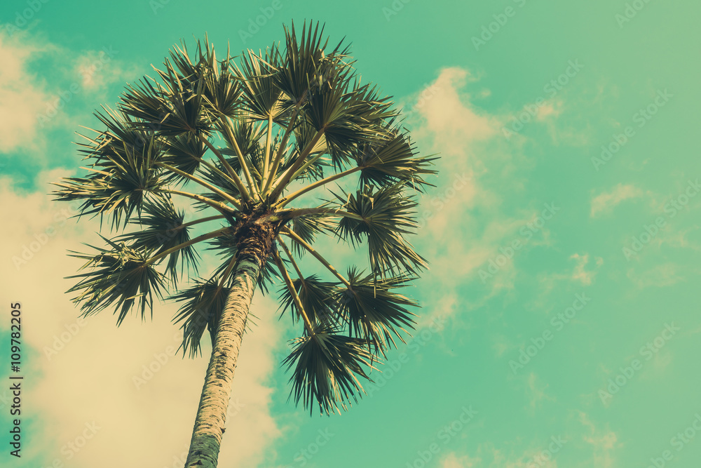 Fototapeta premium Coconut palm tree