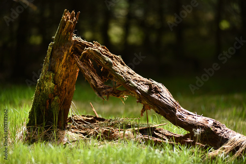 Dead tree trunk in the forest