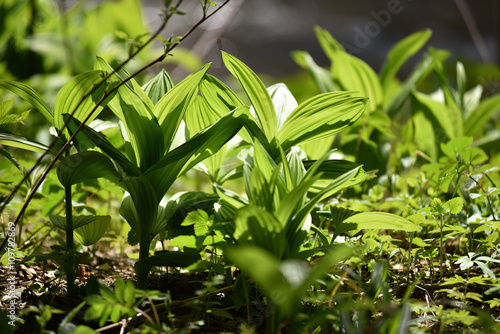 Vibrant green plant leaves in the forest