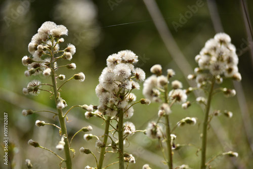 White fluffy dry plants