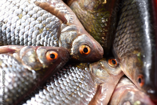 Close-up of fresh fish