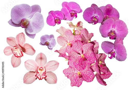 Collection of orchids isolated on white background