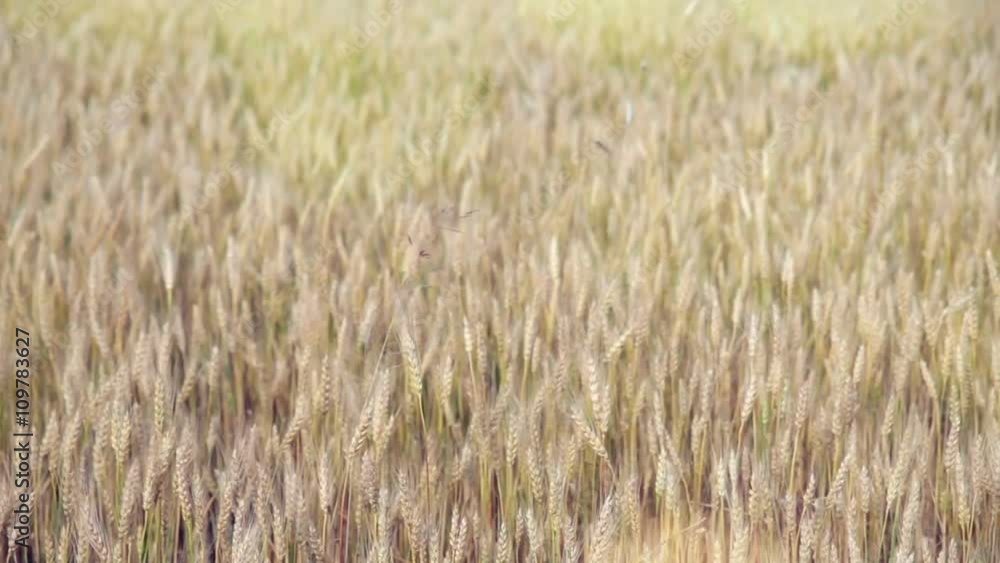 Wheat Field Caressed by Wind. Nature Background Health Concept. HD. Wheat Field Caressed by Wind. Nature Background Health Concept. HD.
