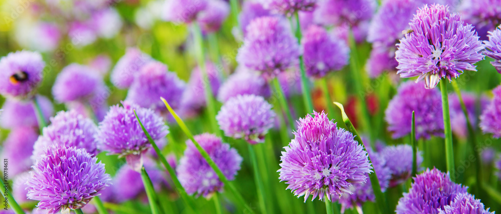 Chive plants in full bloom.  