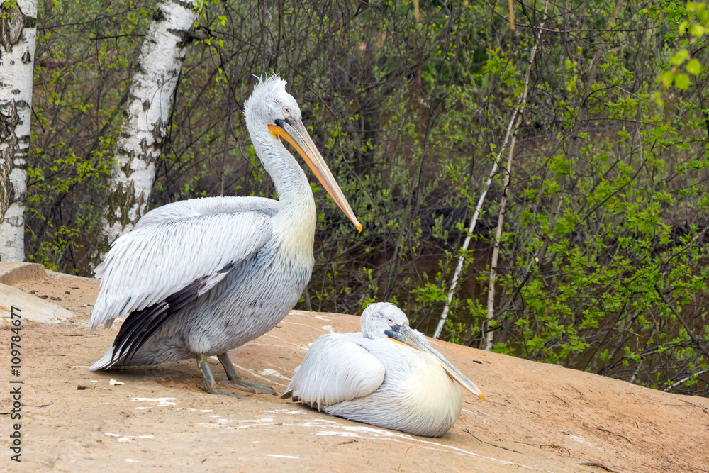 Obraz premium Two Pelican (white birds) with long beaks sit near the water and
