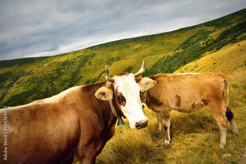 Cows in the mountains