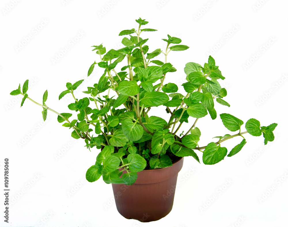 mint mint