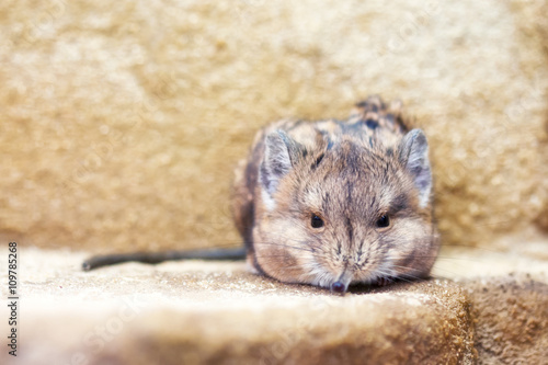 Round-eared sengi (Macroscelides proboscideus) photo