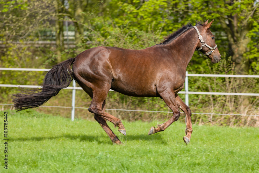 Gallopierendes Pferd auf der Koppel Gallopierendes Pferd auf der Koppel