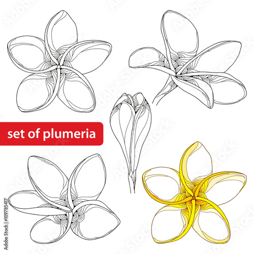 Vector set with ornate Plumeria or Frangipani flower and bud in black and in color isolated on white background. National flower of Laos and Bali. Floral elements in contour style for summer design. 