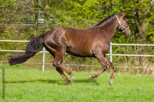 Gallopierendes Pferd auf der Koppel