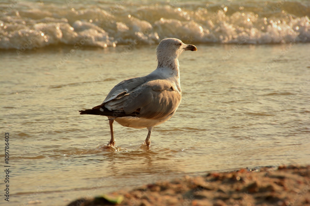 Fototapeta premium Gull on Black sea